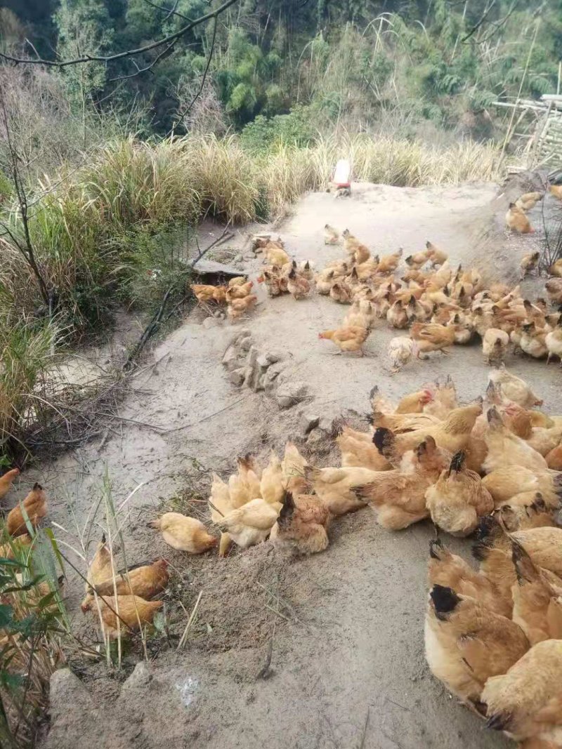 养殖场建设用地新政策：如何在新规下寻求突破？