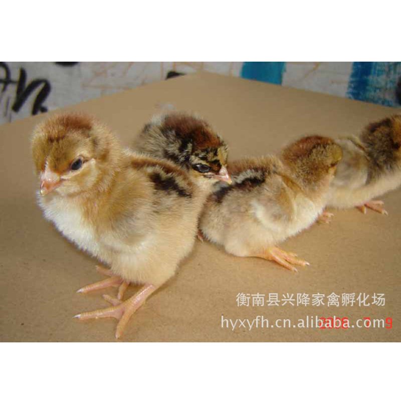 鸡苗供应